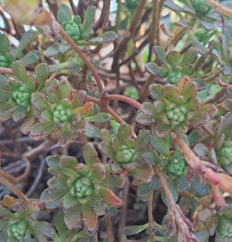 Aeonium sedifolium leaves